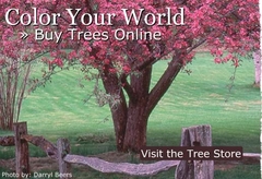Arbor Day tree