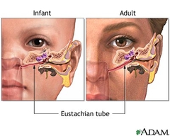 Eustachian Tube