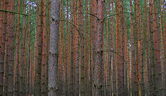 Can't see the forest for the trees