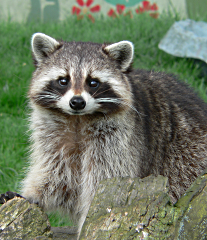 Raccoon