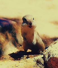 squirrel
