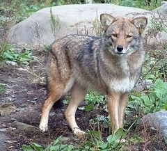 Coywolf