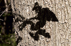 Shadow of a witch on a tree