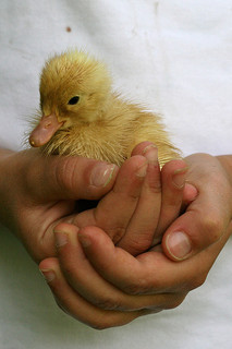 Holding a duck